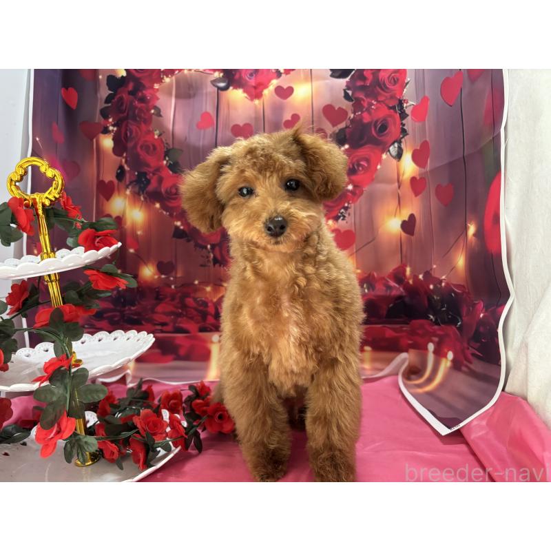 販売中の栃木県のタイニープードル-423582の10枚目