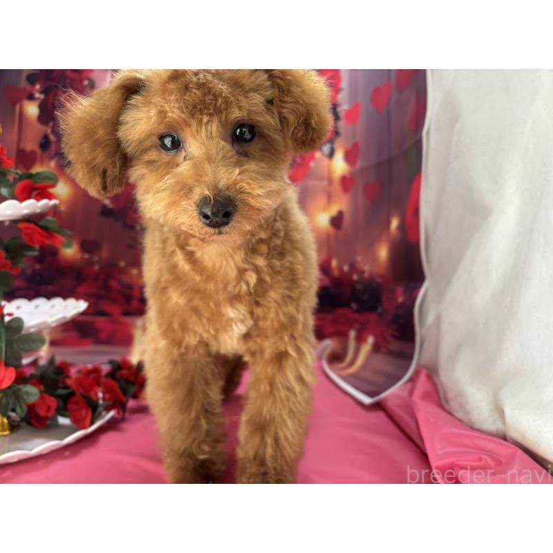 販売中の栃木県のタイニープードル-423582の9枚目