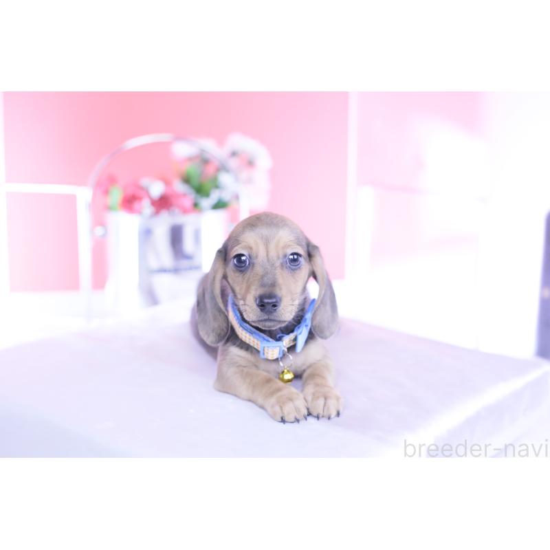 商談中の愛知県のカニンヘンダックスフンド(スムースヘアード)-437314の7枚目