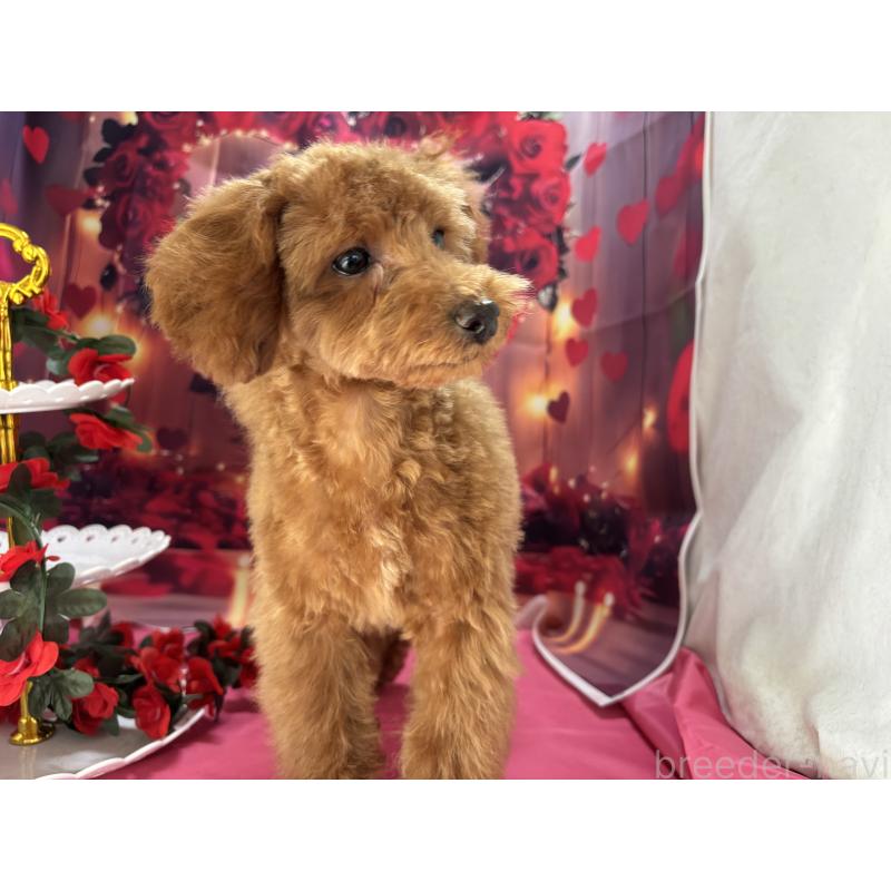 販売中の栃木県のタイニープードル-423582の8枚目