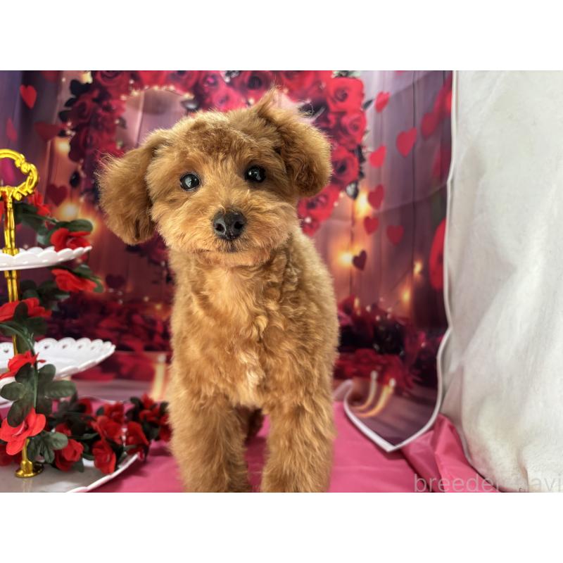 販売中の栃木県のタイニープードル-423582の7枚目