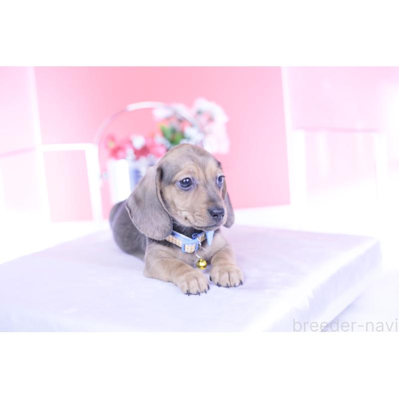 商談中の愛知県のカニンヘンダックスフンド(スムースヘアード)-437314の5枚目