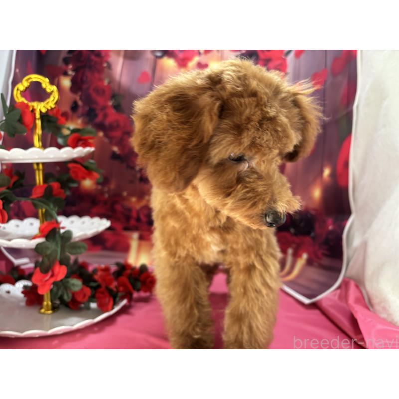 販売中の栃木県のタイニープードル-423582の5枚目