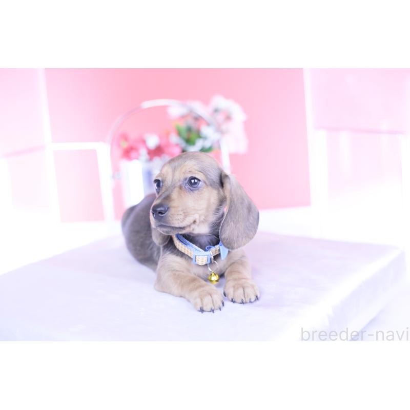 商談中の愛知県のカニンヘンダックスフンド(スムースヘアード)-437314の4枚目