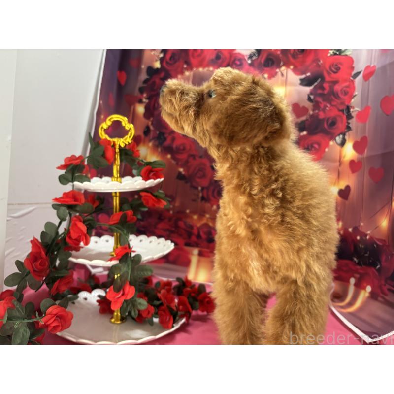 販売中の栃木県のタイニープードル-423582の4枚目