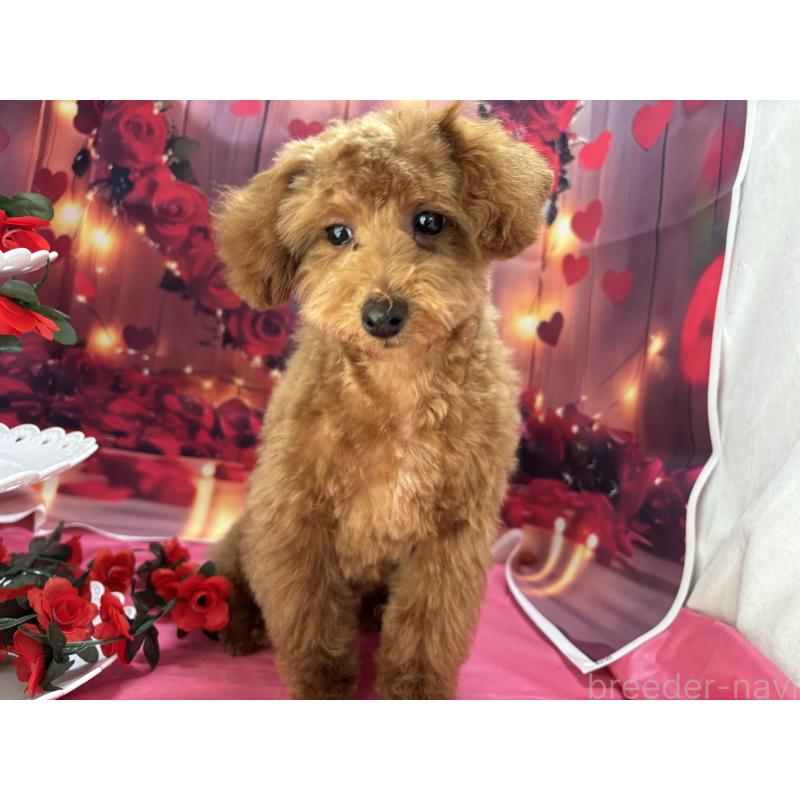 販売中の栃木県のタイニープードル-423582の3枚目