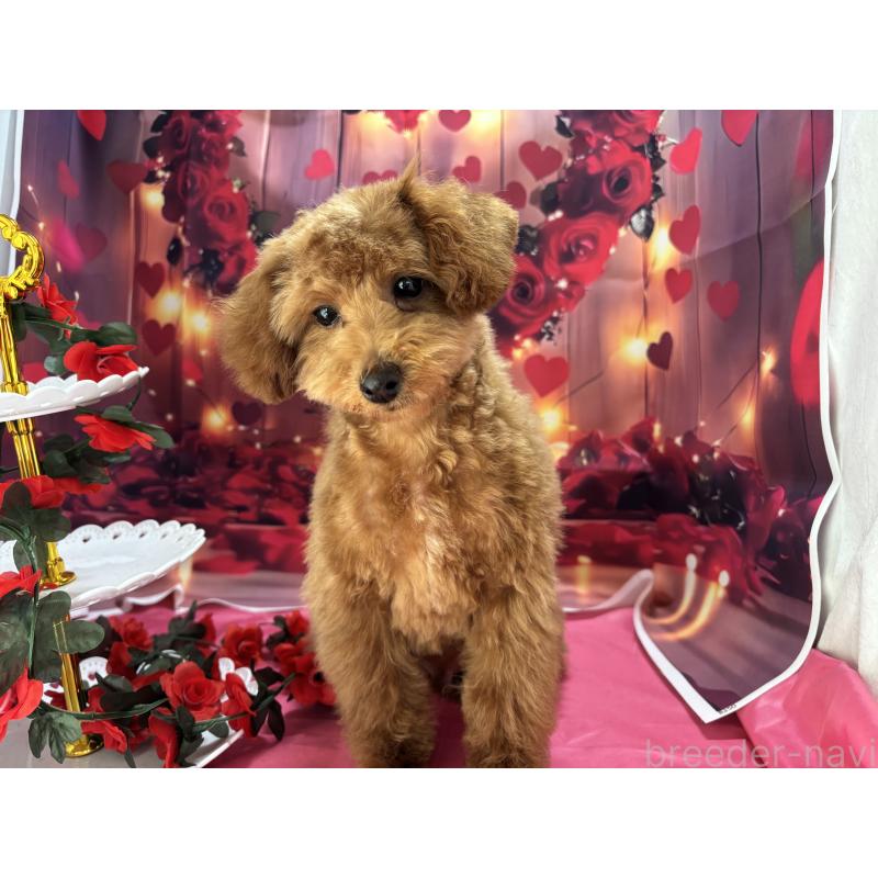 販売中の栃木県のタイニープードル-423582の2枚目