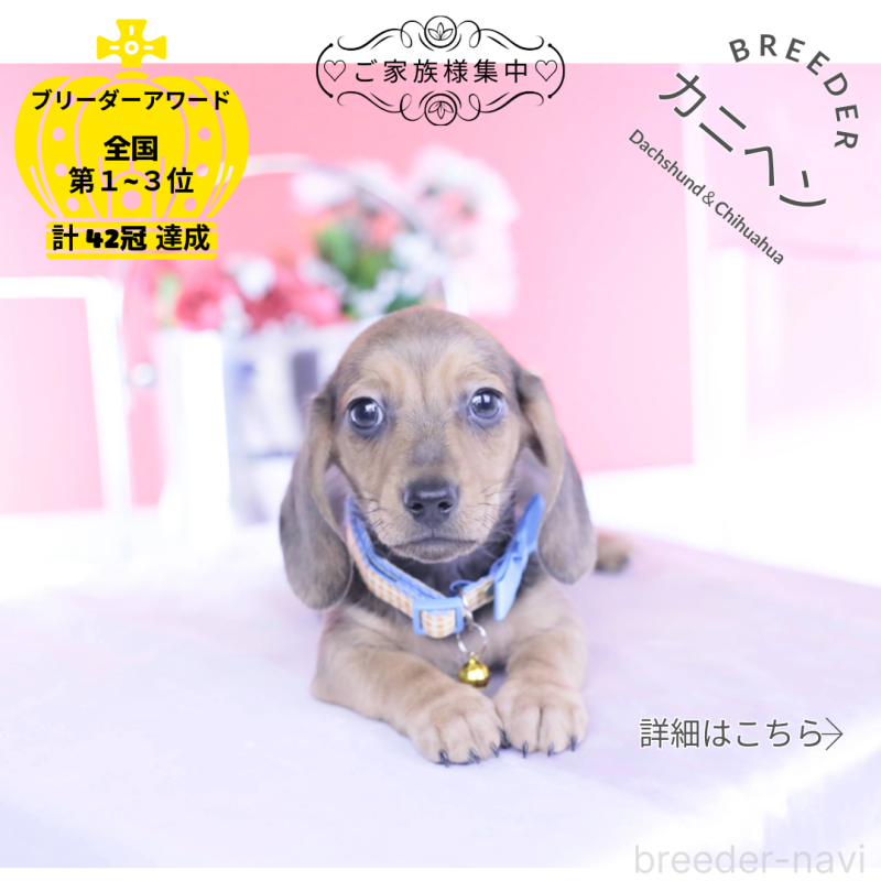 販売中の愛知県のカニンヘンダックスフンド(スムースヘアード)-437314