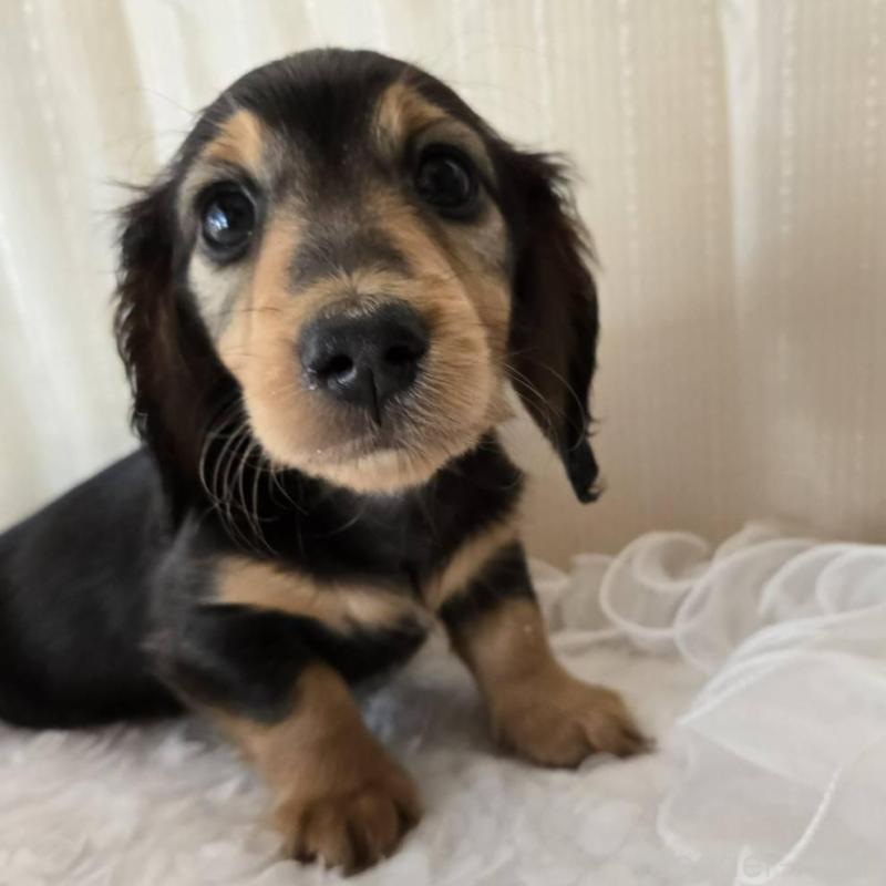 販売中の茨城県のミニチュアダックスフンド(ロングヘアード)-442230の3枚目