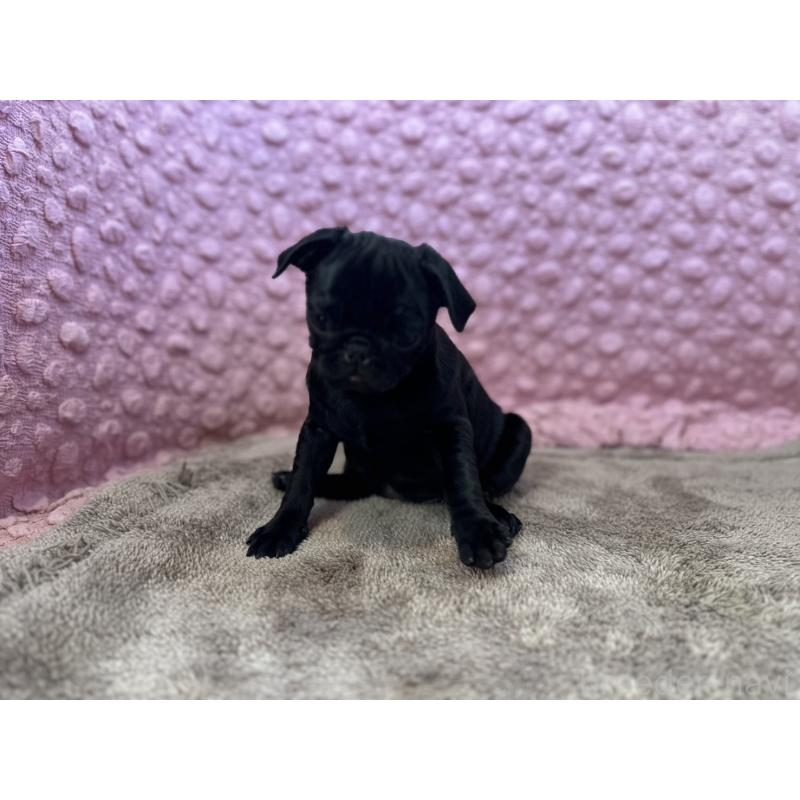 販売中の茨城県のパグ-442229の14枚目