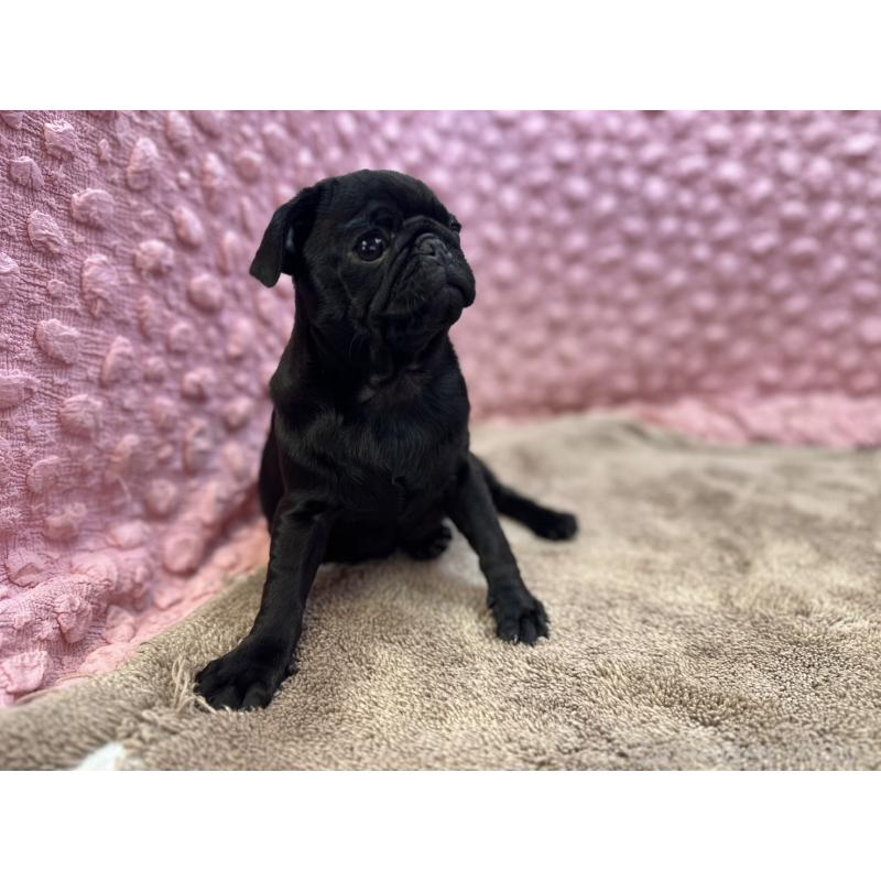 販売中の茨城県のパグ-442229の12枚目