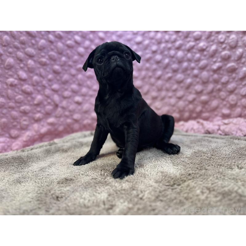 販売中の茨城県のパグ-442229の11枚目