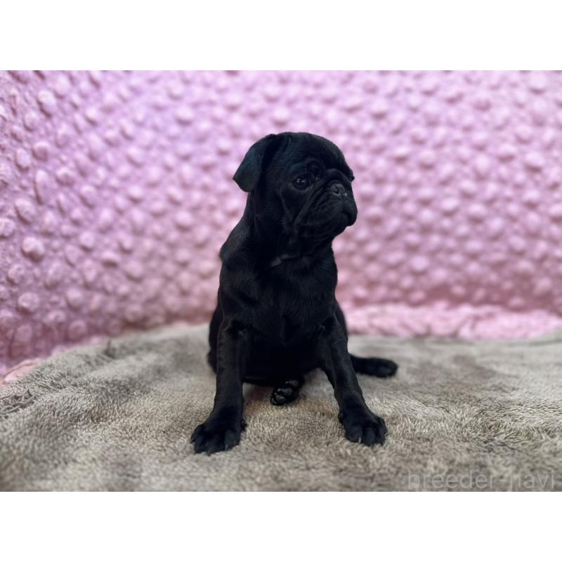 販売中の茨城県のパグ-442229の10枚目