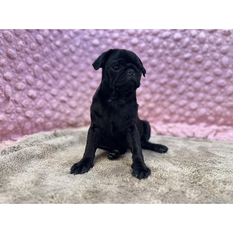 販売中の茨城県のパグ-442229の9枚目