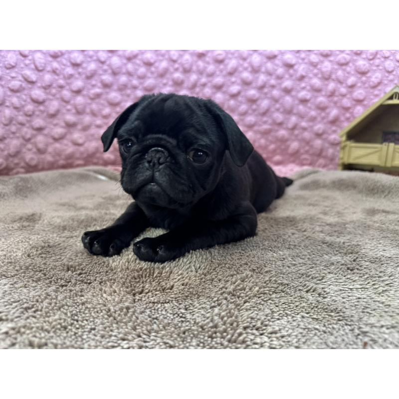 販売中の茨城県のパグ-442229の8枚目