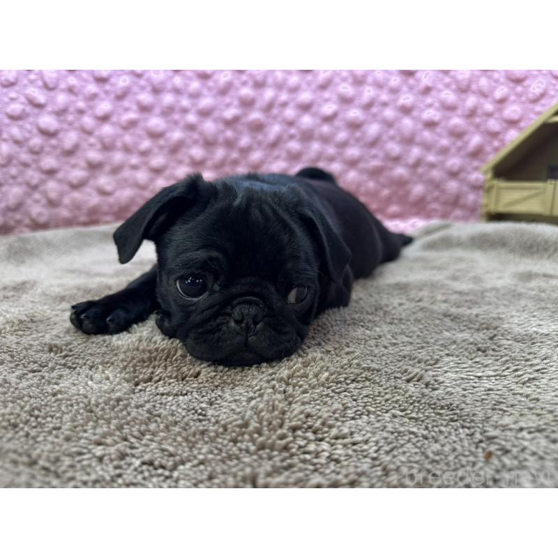 販売中の茨城県のパグ-442229の7枚目