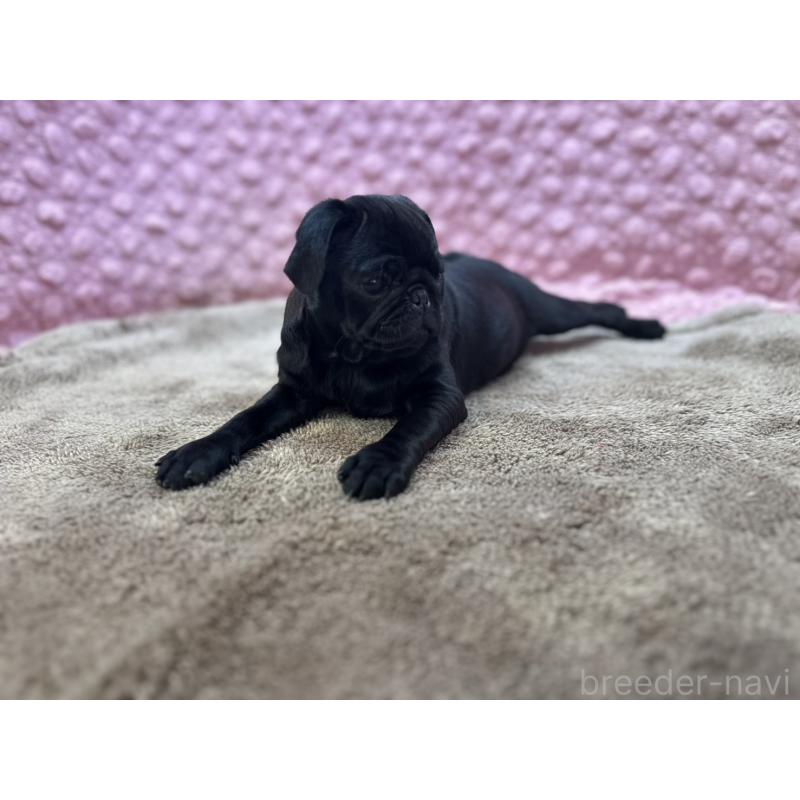 販売中の茨城県のパグ-442229の6枚目