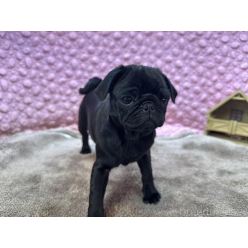 販売中の茨城県のパグ-442229の5枚目