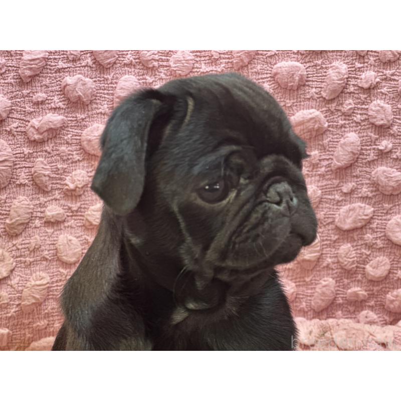 販売中の茨城県のパグ-442229の4枚目