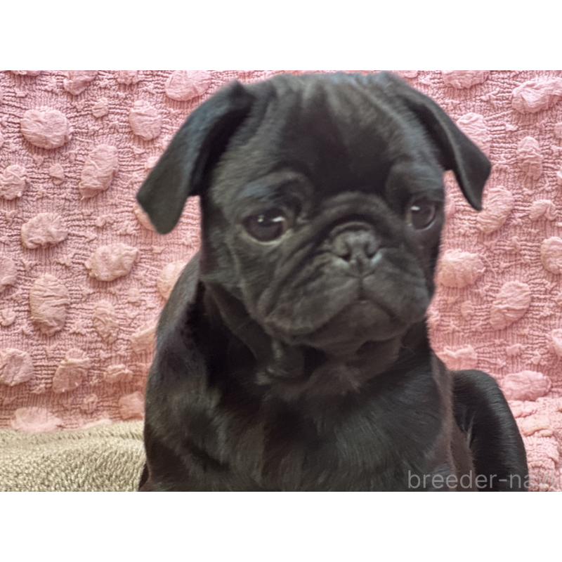 販売中の茨城県のパグ-442229の3枚目