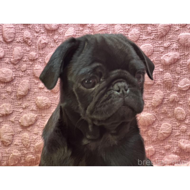 販売中の茨城県のパグ-442229の1枚目