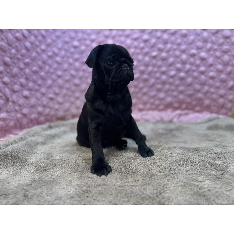 販売中の茨城県のパグ-442229の2枚目