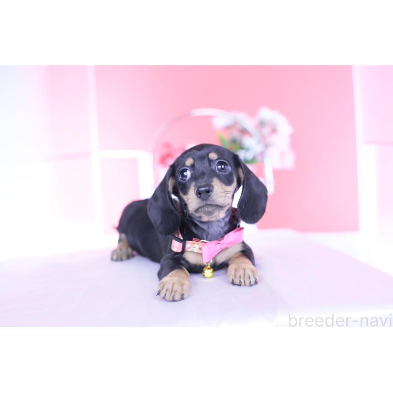 販売中の愛知県のカニンヘンダックスフンド(スムースヘアード)-437319の4枚目