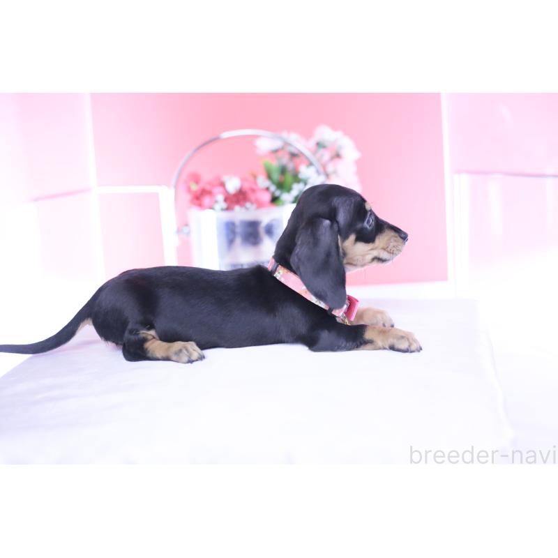 販売中の愛知県のカニンヘンダックスフンド(スムースヘアード)-437319の3枚目