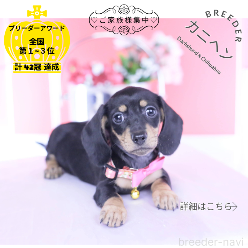 販売中の愛知県のカニンヘンダックスフンド(スムースヘアード)-437319の1枚目