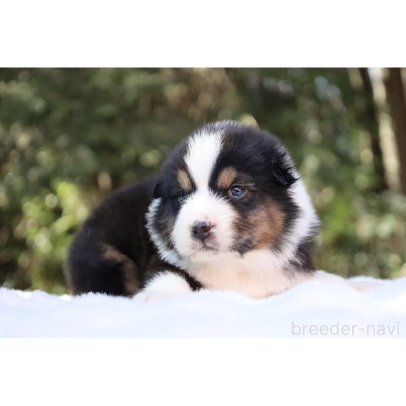 販売中の栃木県のオーストラリアンシェパード-442237の14枚目