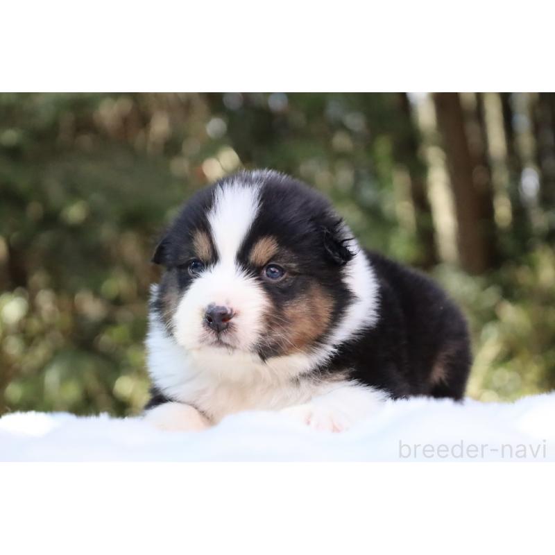 販売中の栃木県のオーストラリアンシェパード-442237の13枚目