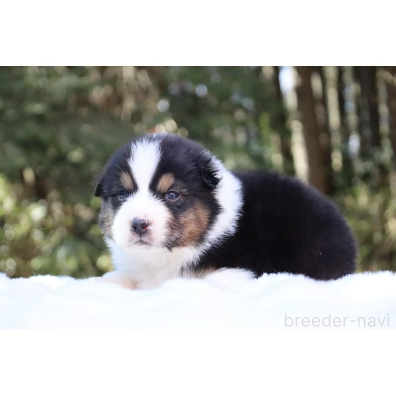 販売中の栃木県のオーストラリアンシェパード-442237の12枚目