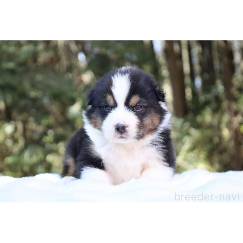 販売中の栃木県のオーストラリアンシェパード-442237の11枚目