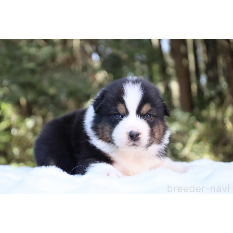 販売中の栃木県のオーストラリアンシェパード-442237の10枚目