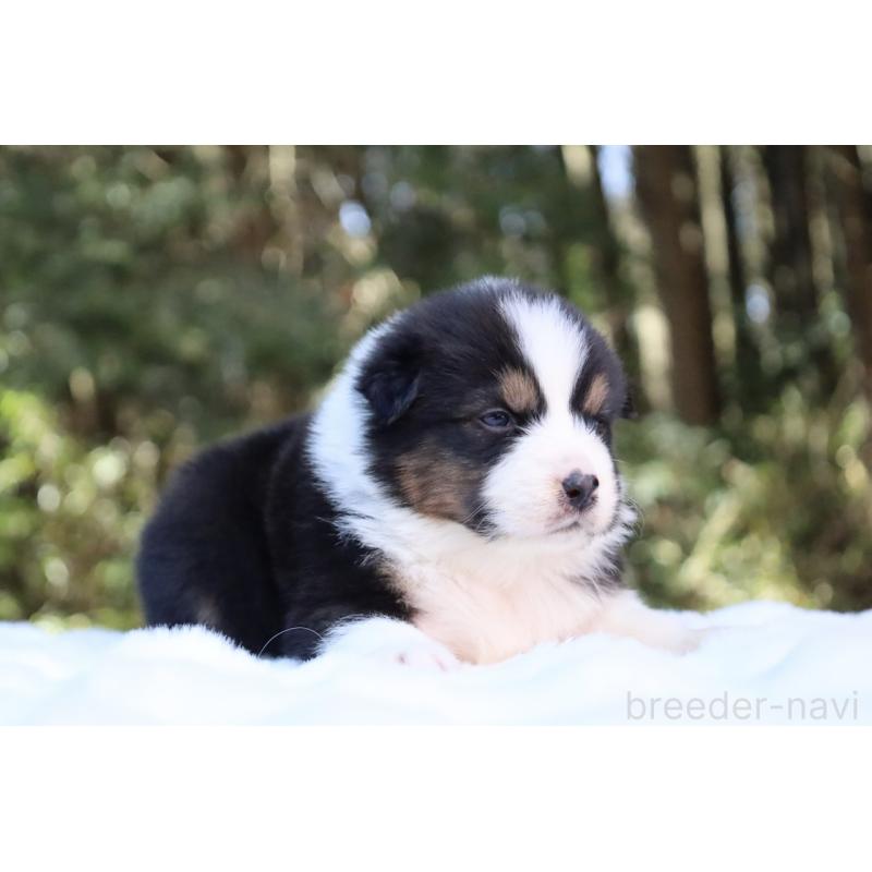 販売中の栃木県のオーストラリアンシェパード-442237の9枚目