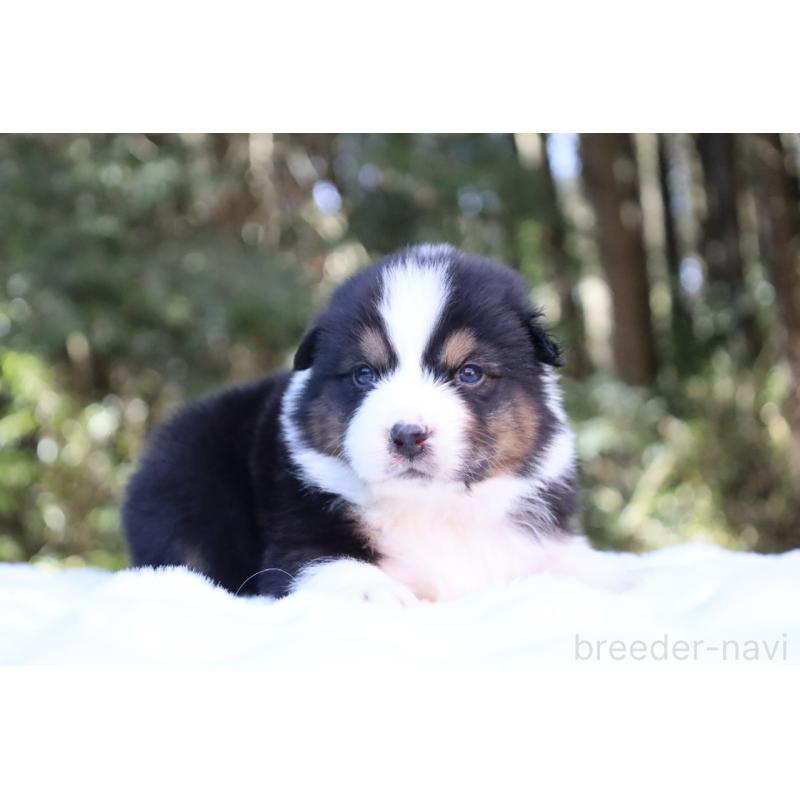 販売中の栃木県のオーストラリアンシェパード-442237の8枚目