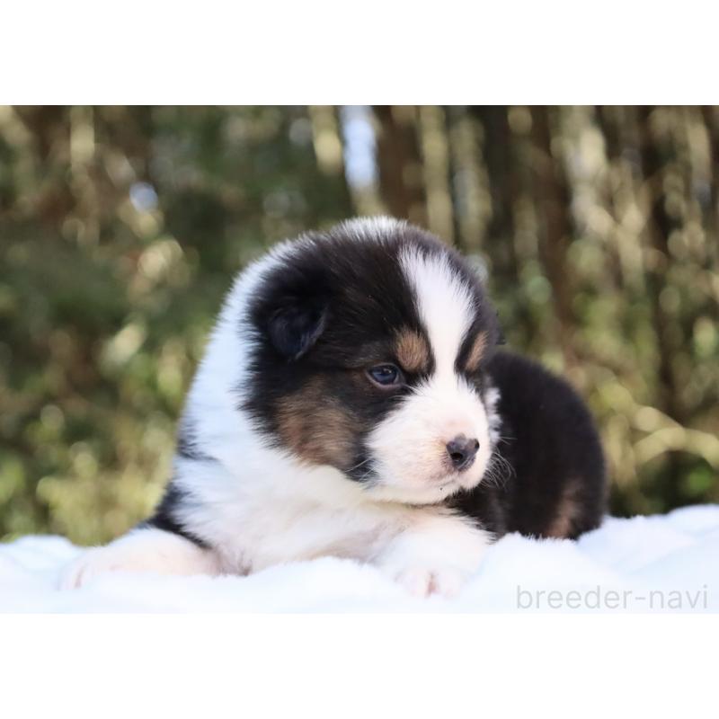 販売中の栃木県のオーストラリアンシェパード-442237の7枚目