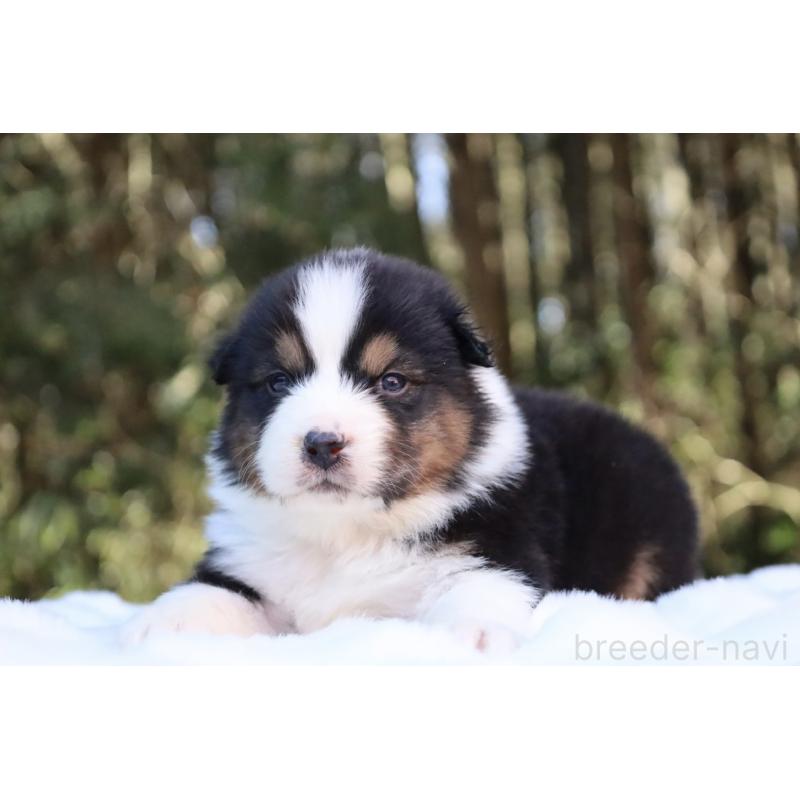 販売中の栃木県のオーストラリアンシェパード-442237の6枚目