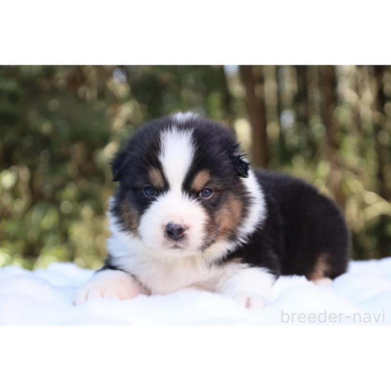 販売中の栃木県のオーストラリアンシェパード-442237の4枚目