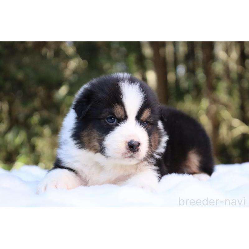 販売中の栃木県のオーストラリアンシェパード-442237の3枚目