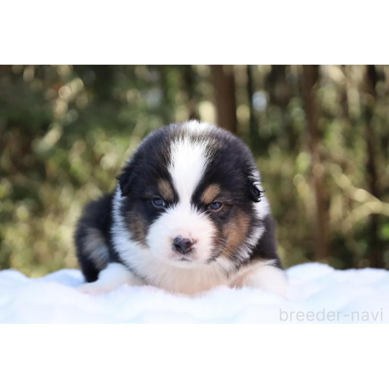 販売中の栃木県のオーストラリアンシェパード-442237の2枚目