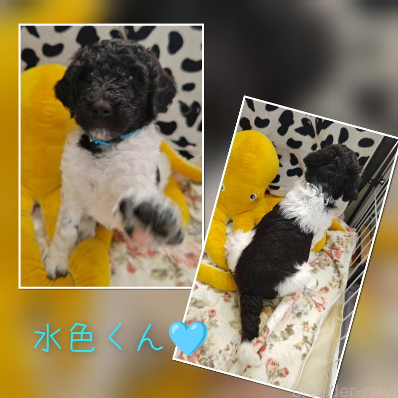 販売中の静岡県のスタンダードプードル-434703