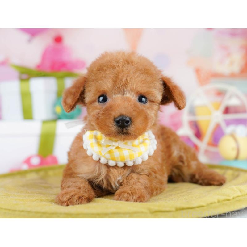 販売中の東京都のティーカッププードル-442231の6枚目