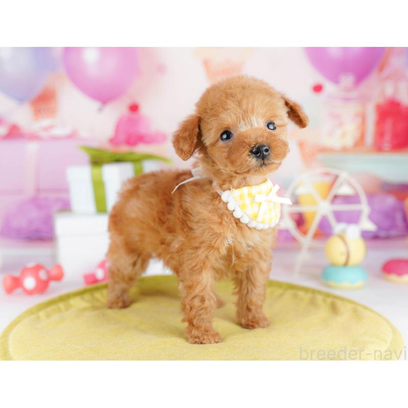 販売中の東京都のティーカッププードル-442231の5枚目