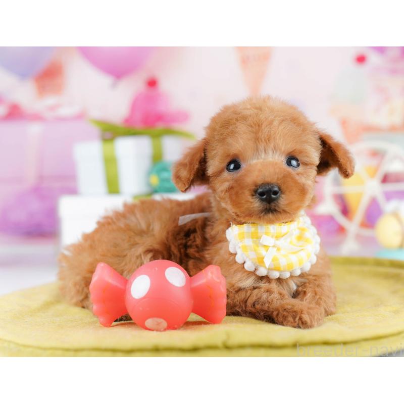 販売中の東京都のティーカッププードル-442231の4枚目