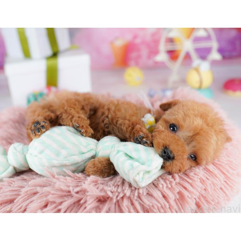 販売中の東京都のティーカッププードル-442231の3枚目