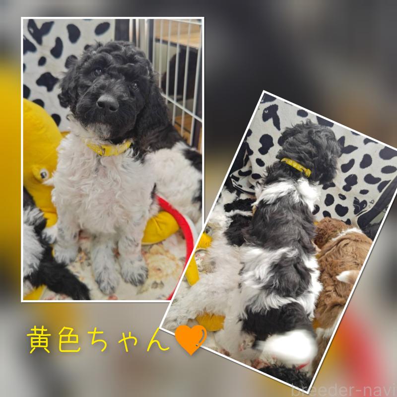 販売中の静岡県のスタンダードプードル-434695