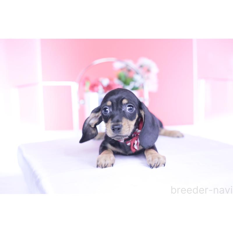 販売中の愛知県のカニンヘンダックスフンド(スムースヘアード)-437316の12枚目