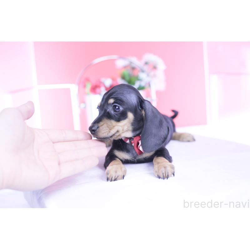 販売中の愛知県のカニンヘンダックスフンド(スムースヘアード)-437316の11枚目