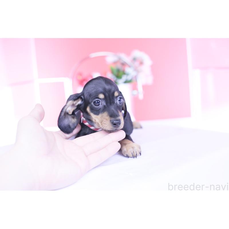 販売中の愛知県のカニンヘンダックスフンド(スムースヘアード)-437316の10枚目